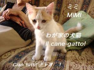 gatto nostro